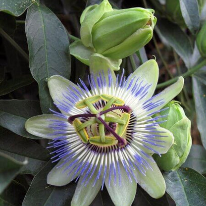 Passionflower Seeds - Flower Plant for Home Gardens