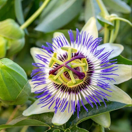 Passionflower Seeds - Flower Plant for Home Gardens