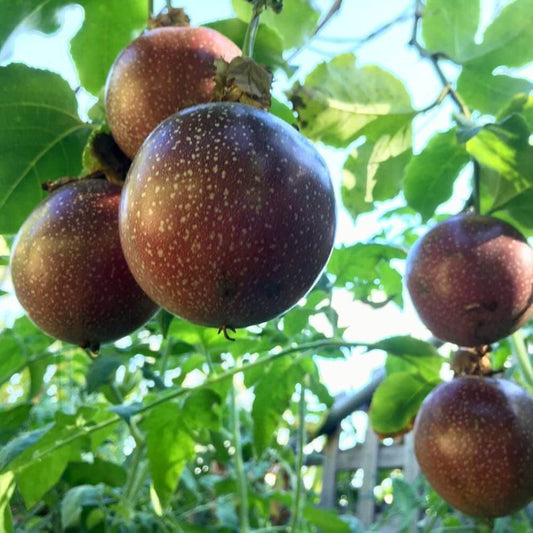 Passionfruit seeds - Plant for Home Gardens