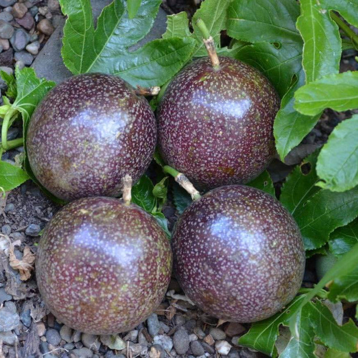 Passionfruit seeds - Plant for Home Gardens
