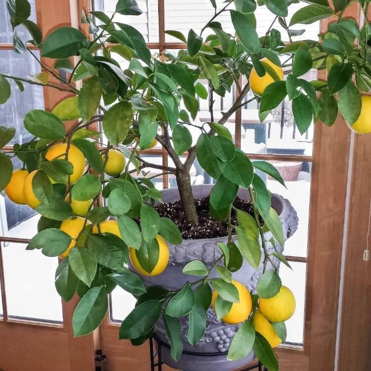 Patio Container Lemon Tree seeds
