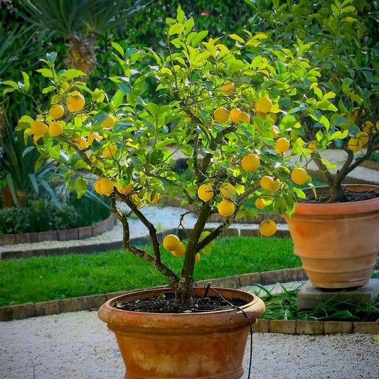 Patio Container Lemon Tree seeds