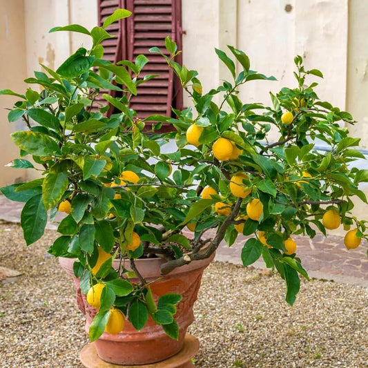 Patio Lemon Tree Seeds