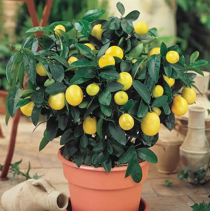 Patio Lemon Tree Seeds