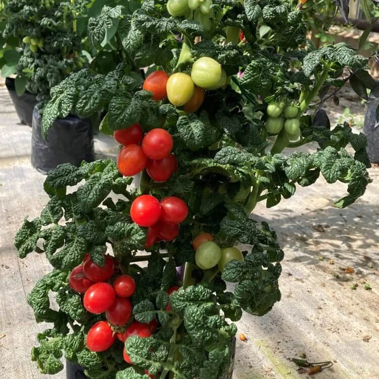 Patio Tomato Seeds