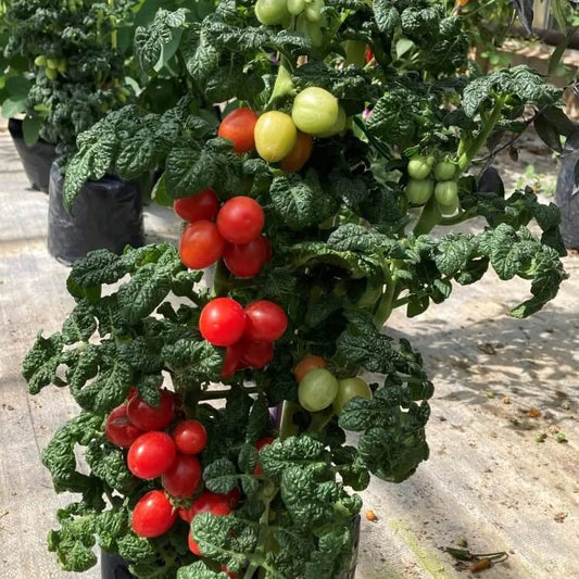 Patio Tomato Seeds