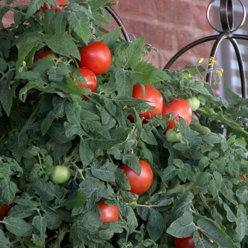 Patio Tomato Seeds