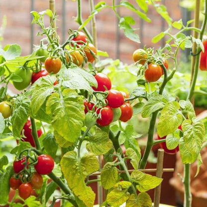 Patio Tomato Seeds