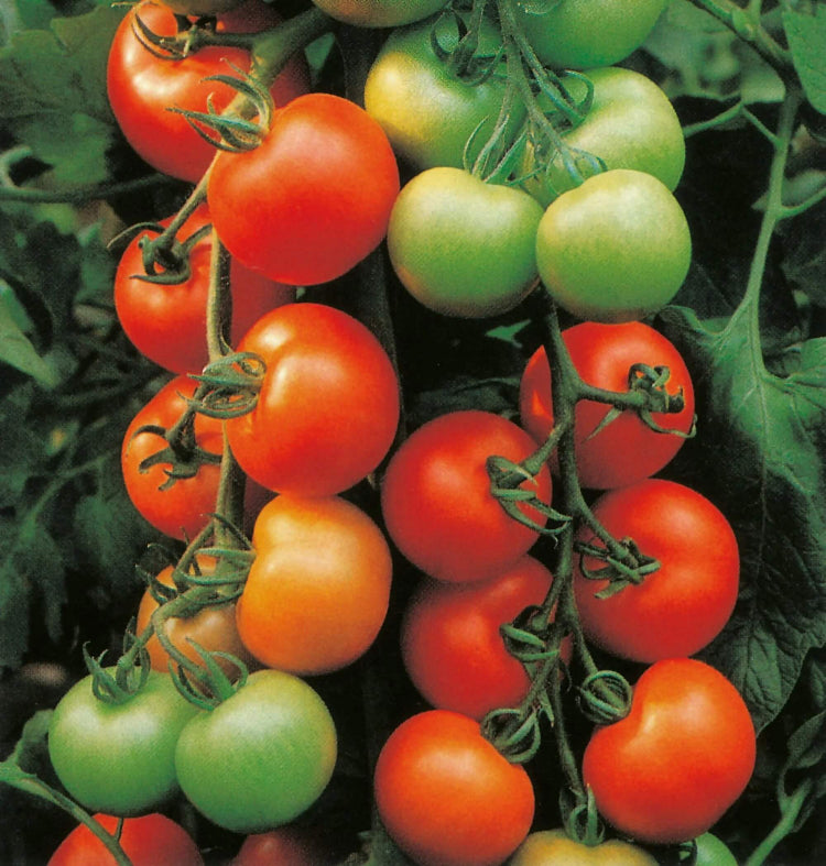Patio tomato seeds - Vegetable Plant
