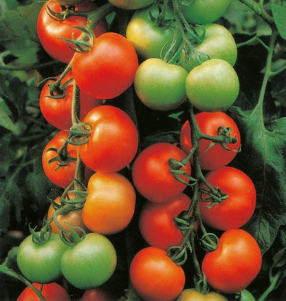 Patio tomato seeds - Vegetable Plant