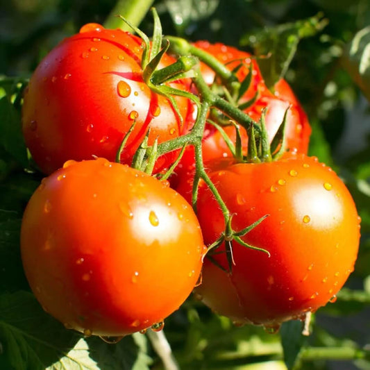 Patio tomato seeds - Vegetable Plant