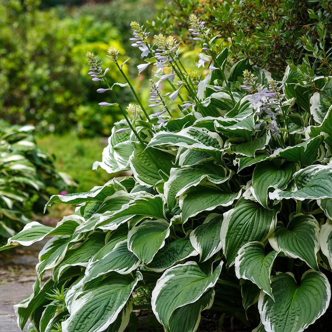 Patriot Hosta Seeds 