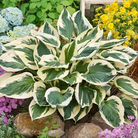 Patriot Hosta Seeds 