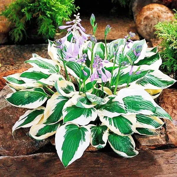 Patriot Hosta Seeds 
