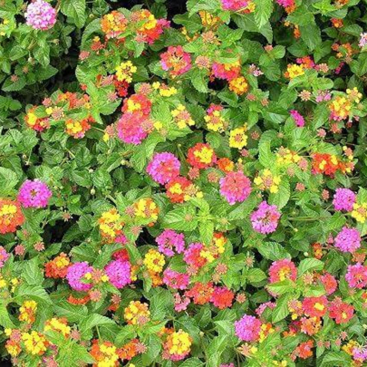 Patriot Rainbow Lantana Seeds - Ornamental Plant Seeds for Home Gardens