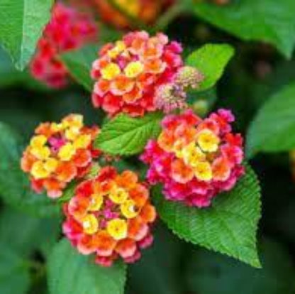Patriot Rainbow Lantana Seeds - Ornamental Plant Seeds for Home Gardens