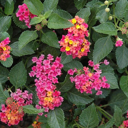 Patriot Rainbow Lantana Seeds - Ornamental Plant Seeds for Home Gardens