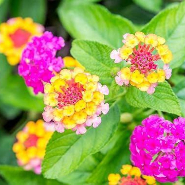 Patriot Rainbow Lantana Seeds - Ornamental Plant Seeds for Home Gardens