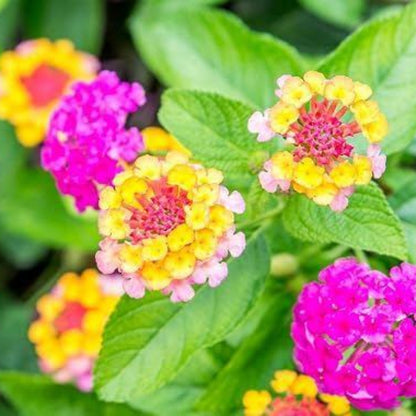 Patriot Rainbow Lantana Seeds - Ornamental Plant Seeds for Home Gardens