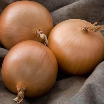 Patterson onion seeds - Vegetable Plant