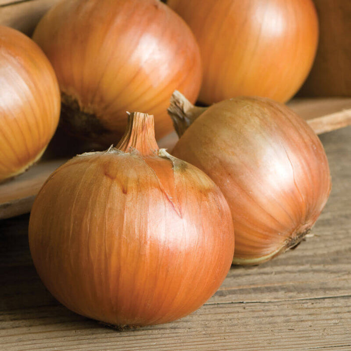 Patterson onion seeds - Vegetable Plant