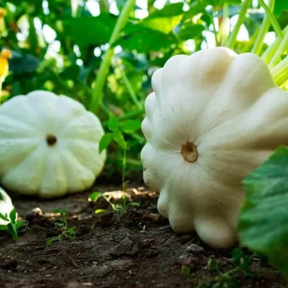 Pattypan squash seeds - Vegetable Plant