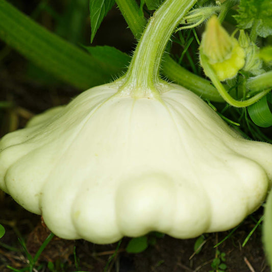 Pattypan squash seeds - Vegetable Plant