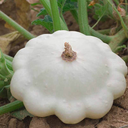 Pattypan squash seeds - Vegetable Plant