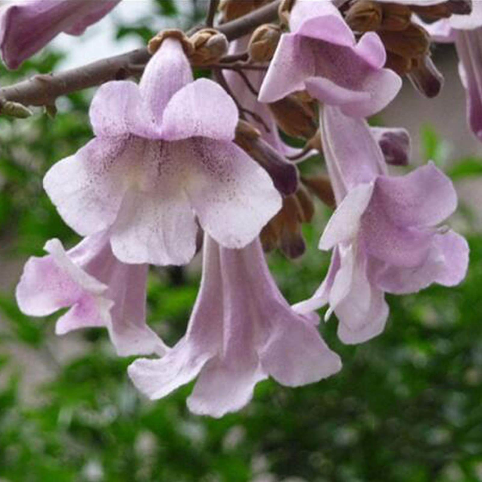 Paulownia Seeds - Flower Plant for Home Gardens