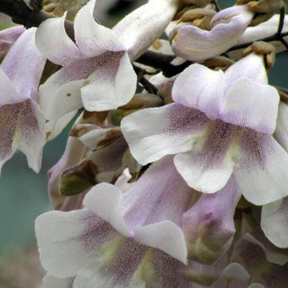 Paulownia Seeds - Flower Plant for Home Gardens