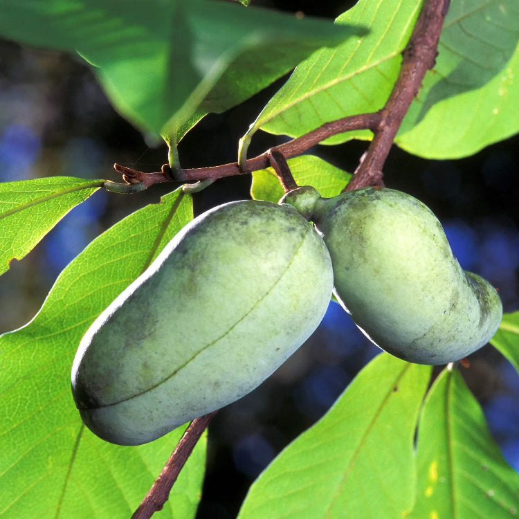 Pawpaw Seeds