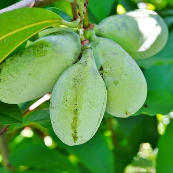 Pawpaw Seeds - Fruit Plant for Home Gardens