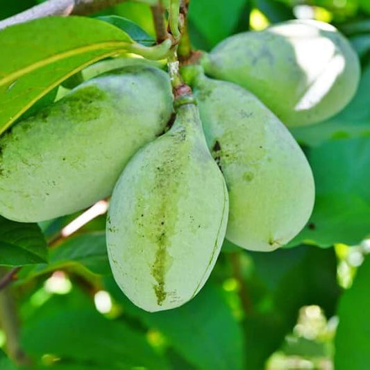Pawpaw Seeds - Fruit Plant for Home Gardens