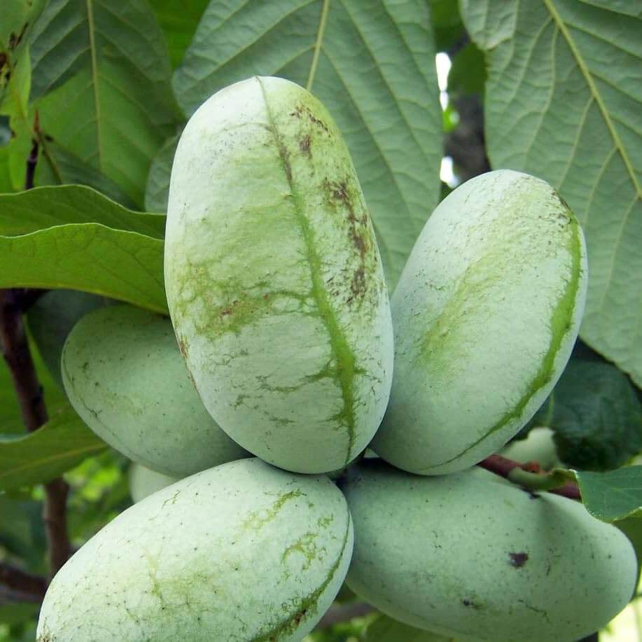 Pawpaw Seeds - Fruit Plant for Home Gardens