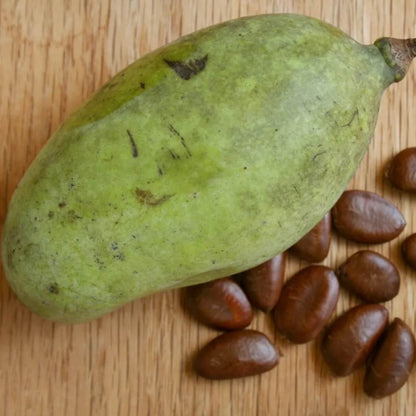 Pawpaw Seeds