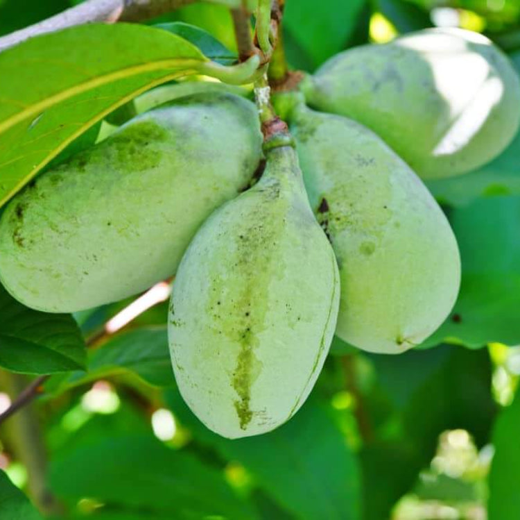 Pawpaw Seeds