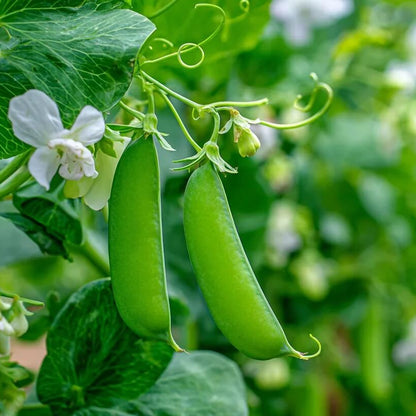 Pea seeds - Vegetable Plant