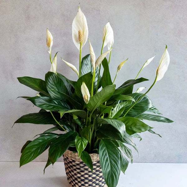 Peace Lily Seeds - Flower Plant