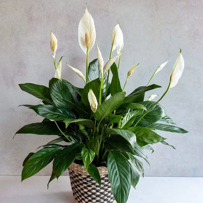 White Sail Plant Seeds - Flower Plant