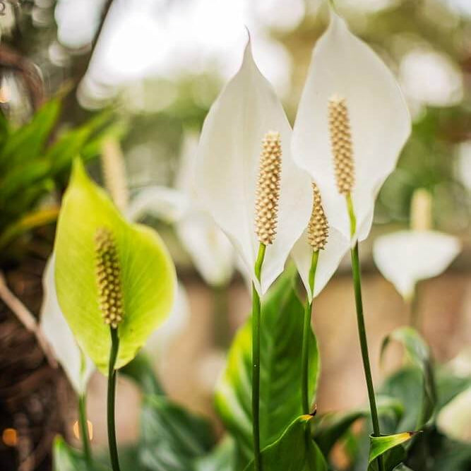 Peace Lily Seeds - Flower Plant
