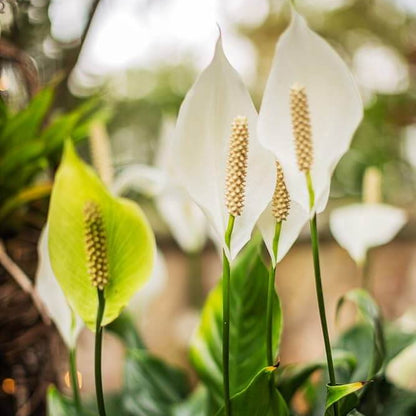 Peace Lily Seeds - Flower Plant