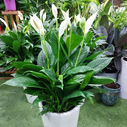 Peace Lily Seeds - Flower Plant