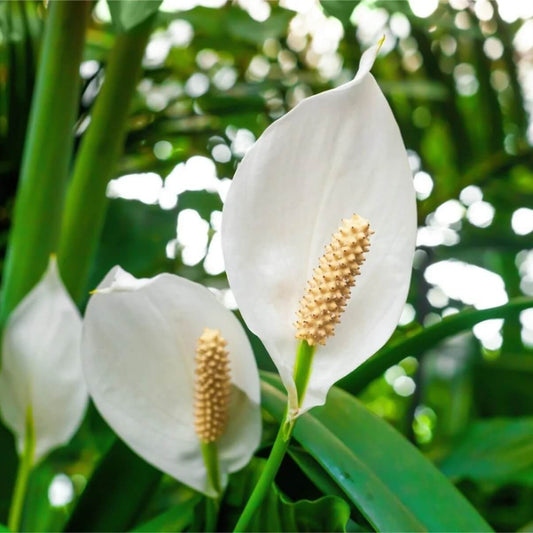 Peace Lily Seeds - Flower Plant