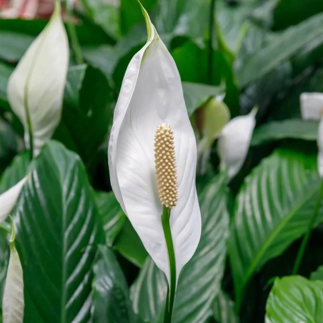 Peace Lily Seeds - Flower Plant