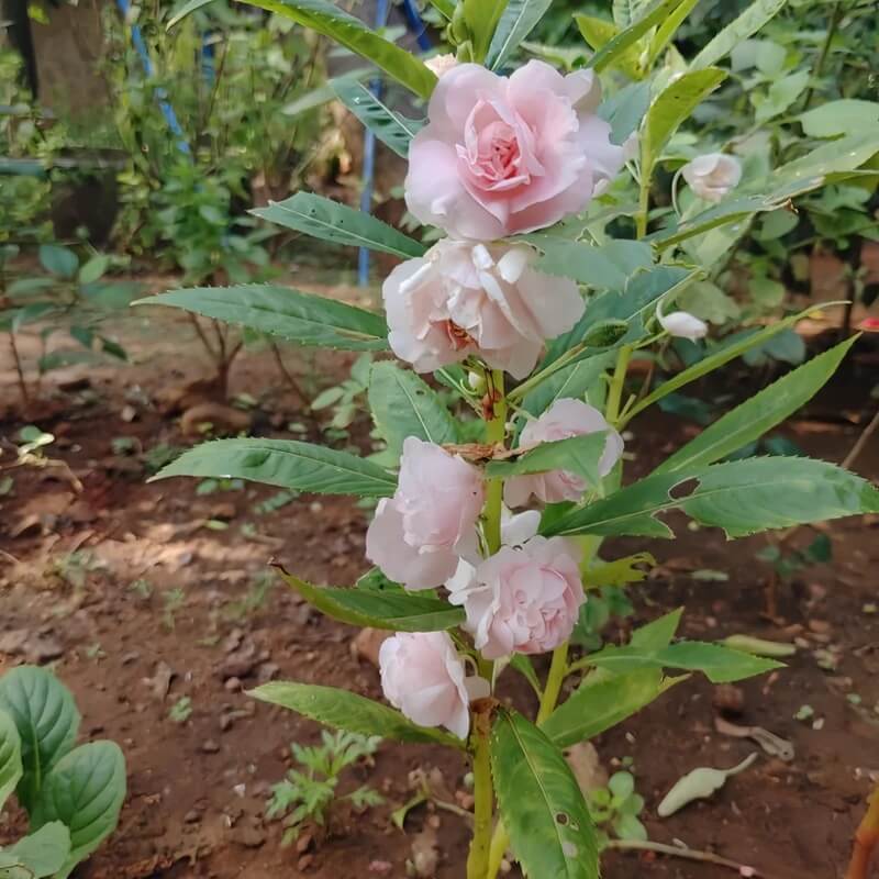 Peach Balsam Camellia Seeds