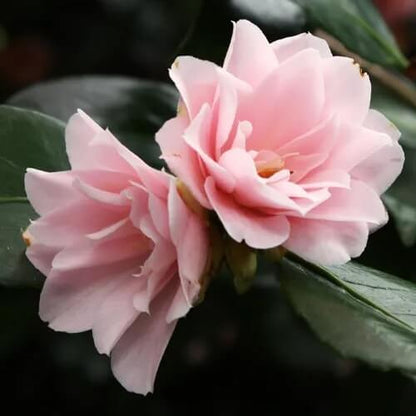 Peach Balsam Camellia Seeds