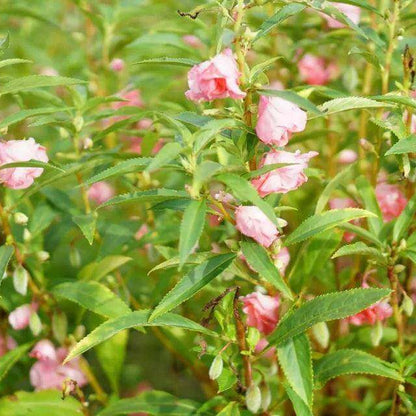 Peach Balsam Camellia Seeds