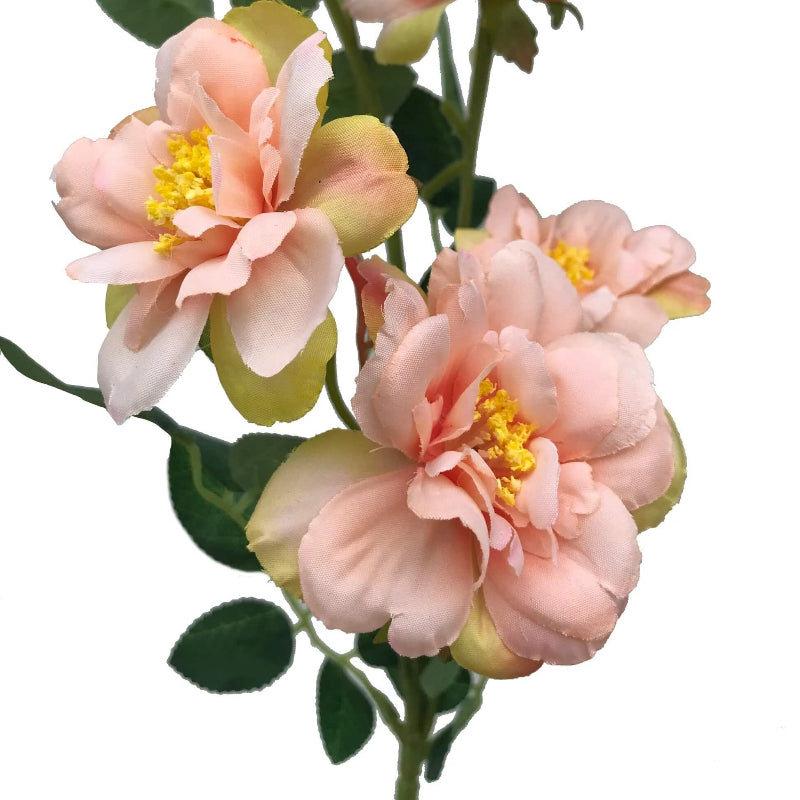 Peach Camellia Seeds