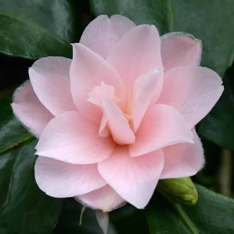 Peach Camellia Seeds