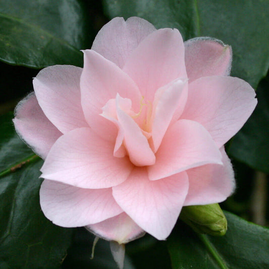 Peach Camellia Seeds